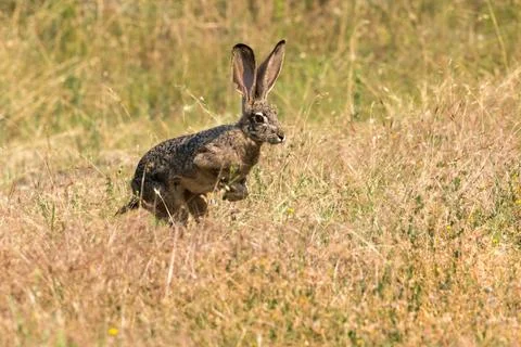 Bunny rabbit jackrabbit jumping Stock Photos