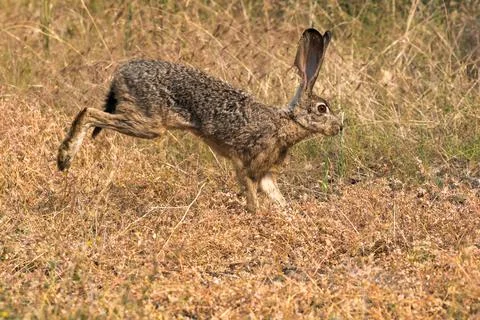 Bunny rabbit jackrabbit Stock Photos