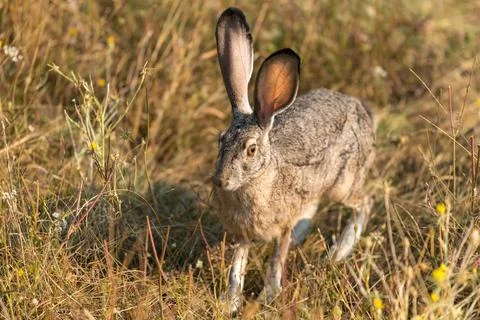 Bunny rabbit jackrabbit Stock Photos