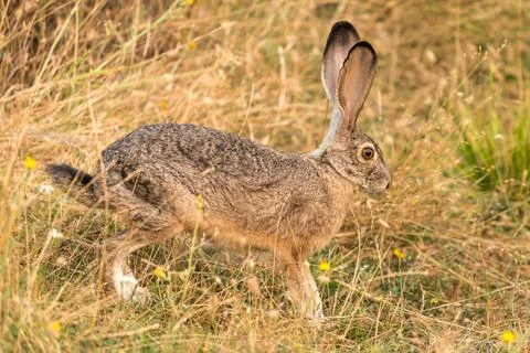 Bunny rabbit jackrabbit 스톡 사진