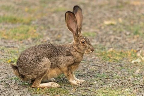 Bunny rabbit jackrabbit Stock Photos