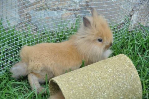 Bunny Rabbit laying down Stock Photos