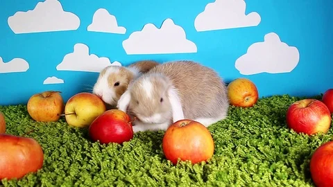 Bunny rabbit lop dwarf mini bunny pet apple festival eating apples Video stock 99642035