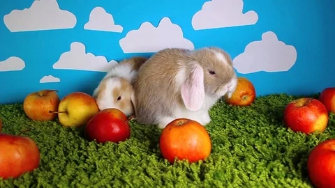 Bunny rabbit lop dwarf mini bunny pet apple festival eating apples Video stock 99642234