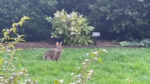 Bunny - Rabbit - Nature &amp; Animals' Stock Footage 229563644