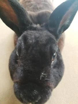 Bunny Rabbit Pet Cute Indoor Thumper Black Mini Rex Breed Posing Stock Photos