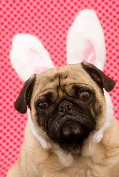 Bunny Rabbit Pug 库存照片