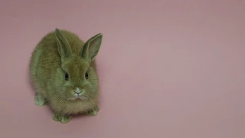 Bunny rabbit sitting Video stock 89615126