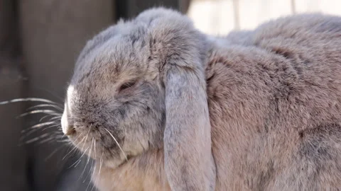 Bunny rabbit sleeping close up fluffy bunny. Stock Footage 283520602