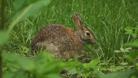 Bunny Rabbit Springtime eating Stock Footage 81605953