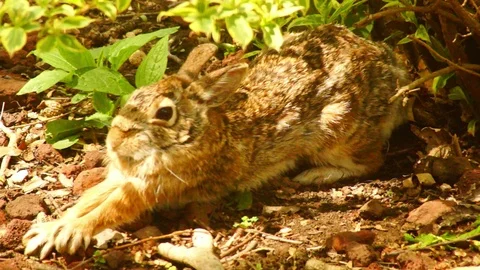Bunny Rabbit stretch Video stock 89312419