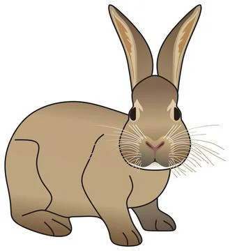 Bunny rabbit vector drawing on isolated white background cartoon rodent animal Stock-Illustration