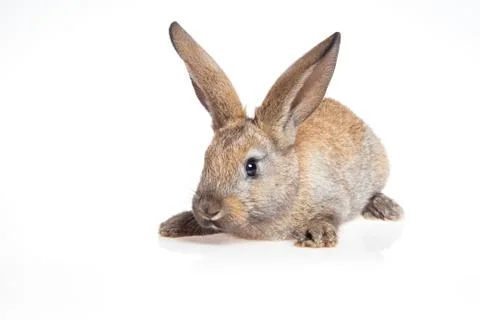 Bunny rabbit on the white background Stock Photos