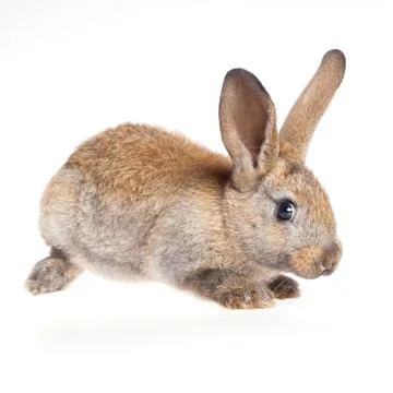 Bunny rabbit on the white background 스톡 사진
