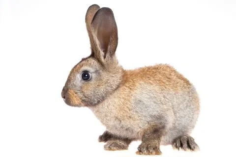 Bunny rabbit on the white background Stock Photos