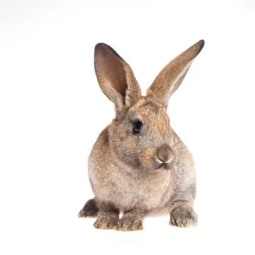 Bunny rabbit on the white background Stock Photos