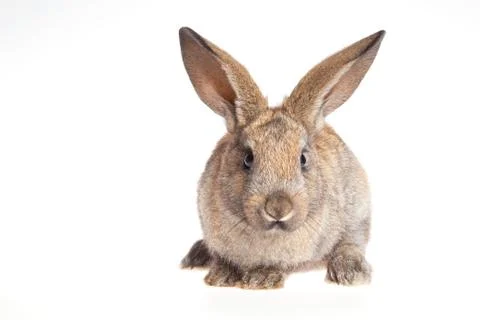 Bunny rabbit on the white background Stock Photos