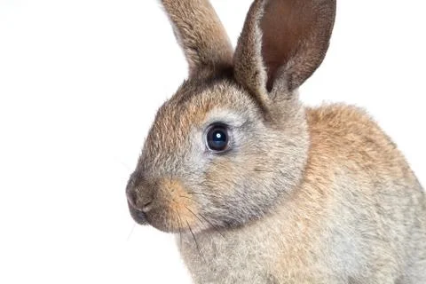 Bunny rabbit on the white background Stock Photos