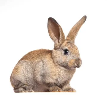 Bunny rabbit on the white background Stock Photos