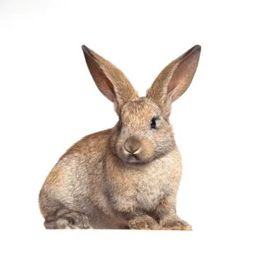 Bunny rabbit on the white background Stock Photos