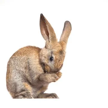 Bunny rabbit on the white background Stock Photos