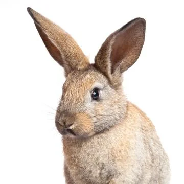 Bunny rabbit on the white background Stock Photos