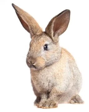 Bunny rabbit on the white background Stock Photos
