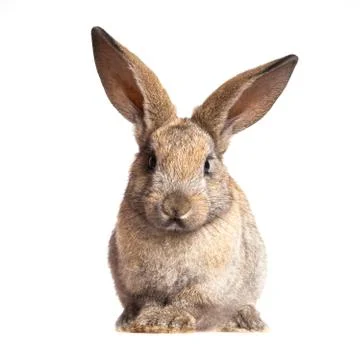 Bunny rabbit on the white background Stock Photos