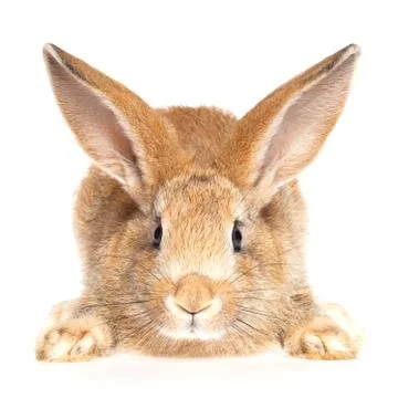 Bunny rabbit on the white background Stock Photos