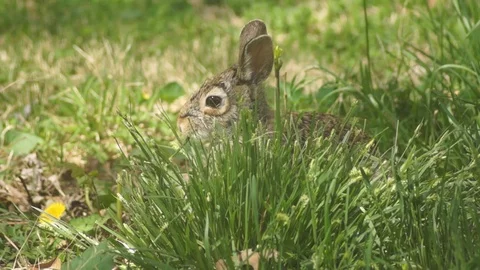 Bunny Rabbit in windy grass 2 4k Stock Footage 89312505