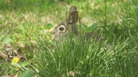 Bunny Rabbit in windy grass 2 Stock Footage 89313085
