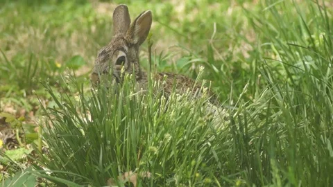 Bunny Rabbit in windy grass 4k Video stock 89312553