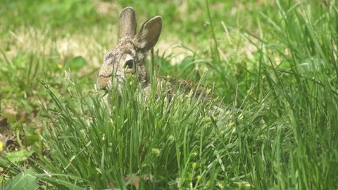 Bunny Rabbit in windy grass Stock Footage 89312948