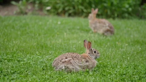 Bunny Rabbits in the grass 스톡 동영상 74113471
