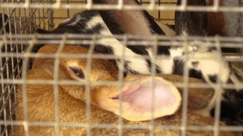Bunny rabbits locked inside cage Stock Footage 88548547