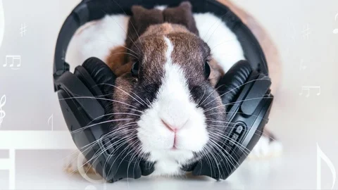 Bunny Rabit jamin to music with headphones on Cinemagraph Stock Footage