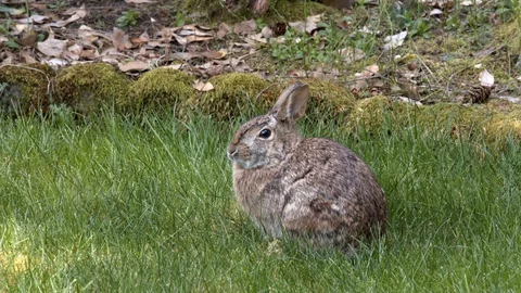 Bunny relaxes on the grass Stock Footage 128192750
