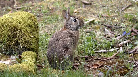 Bunny relaxes on the grass Stock Footage 129102392