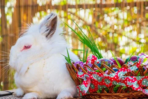 Bunny relaxing aside Easter eggs basket Stock Photos
