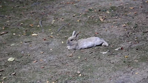 Bunny running Stock Footage 102049819