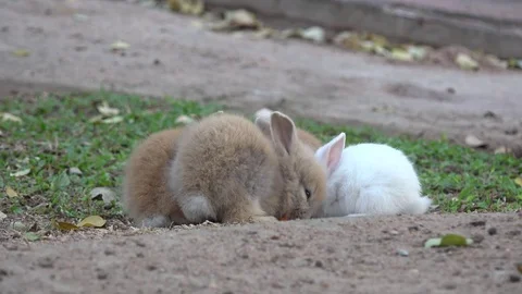 Bunny scrum. Видео 83034108