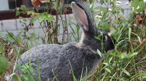 Bunny Sitting In The Bushes 2 Video stock 53760460