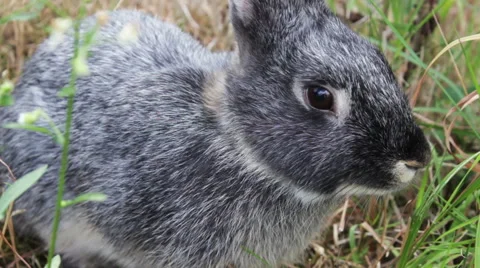 Bunny Sitting In The Bushes 3 Video stock 53760587