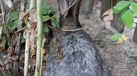 Bunny Sitting In The Bushes Stock Footage 53760833