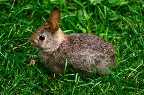 Bunny Sitting up Foto stock
