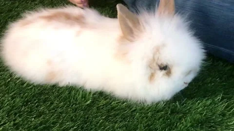Bunny Sitting on Plastic Grass Stock Footage 163075993