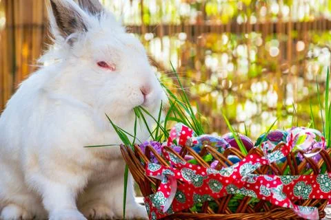 Bunny snacking grass from Easter eggs basket Stock Photos