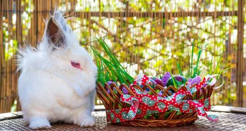 A bunny sniffing beautifully decorated Easter striped basket on wooden table Stock Photos
