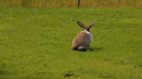 Bunny sniffing on the grass 스톡 동영상 118846636