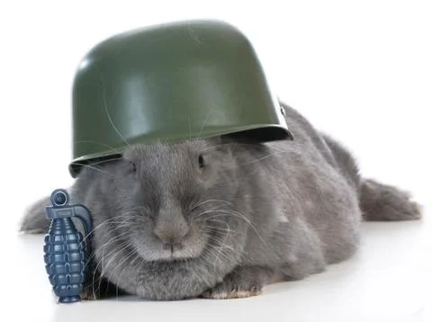 Bunny soldier Stock Photos